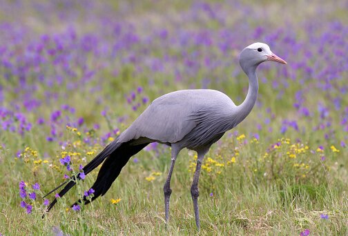 Blue Crane Blue Crane